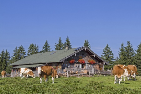 Cows spend the Summer in the Hills of Upper Bavariaのeditorial素材