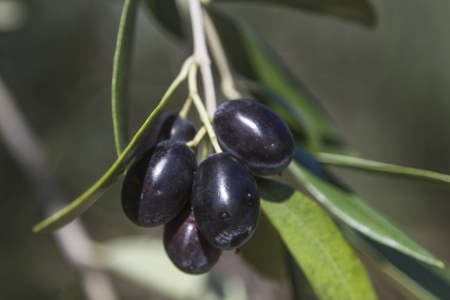 Branch with black olives just before their harvestの写真素材