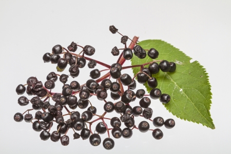 elderberries