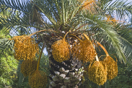 Detail of a flowering palmの写真素材