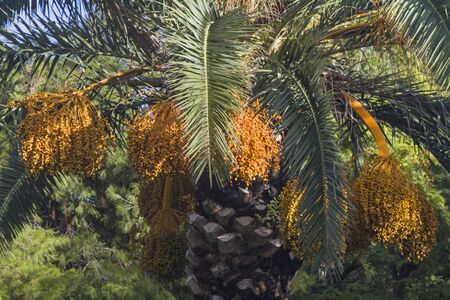 Detail of a flowering palm