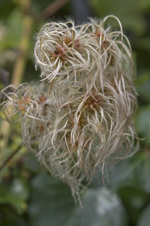clematis vitalba -  finished flowering