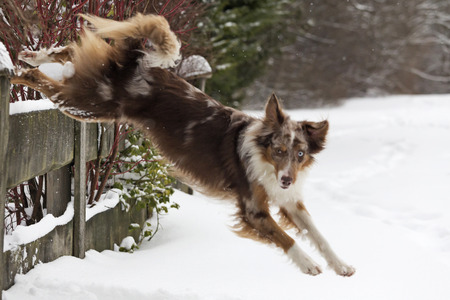 No fence prevents a Shepard on his planned tripの写真素材