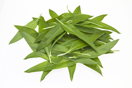 Wild Garlic popular delicacy at spring time