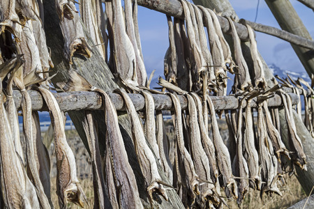  Stockfish is hung on racks for preservation 