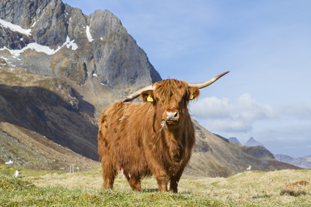 Highland Cattle on the meadow in  Lofoten islands
