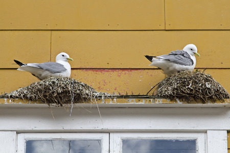 Gulls nest on the windowsill of a Norwegian wooden houseの写真素材