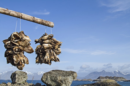 The severed heads of cod preserved by drying in the cold air of Lofotenの写真素材