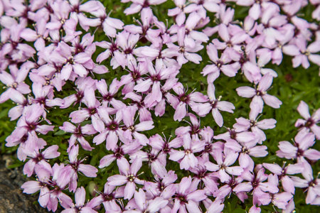  Blossoming moss on rocky ground in northern Norwayの写真素材
