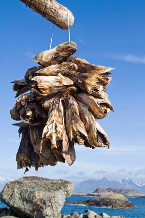 The severed heads of cod preserved by drying in the cold air of Lofotenの写真素材