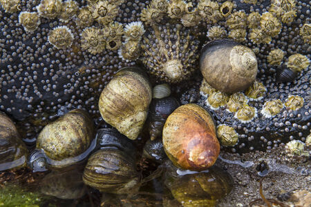 At low tide you can explore rocks and cliffs with countless snails and musselsの写真素材