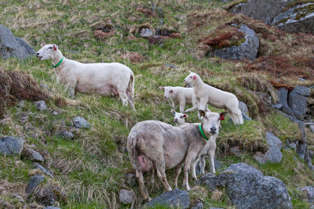 Sheep on a Norwegian mountain meadowの写真素材