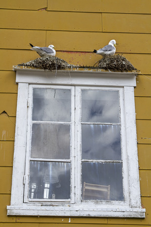 Gulls nest on the windowsill of a Norwegian wooden houseの写真素材