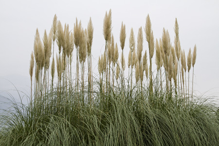The American pampas grass is often used as an ornamental plant in parks and gardensの写真素材