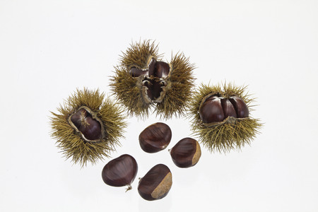 The sweet chestnut is a delicious and popular fruit treeの写真素材