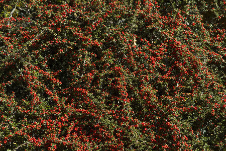 cotoneaster - magnificent ground cover planting,
