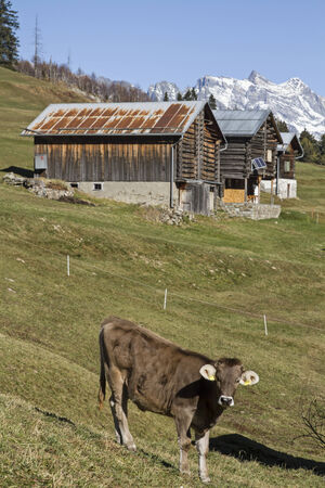 Cow on an alpine meadow in the valley Medel,のeditorial素材