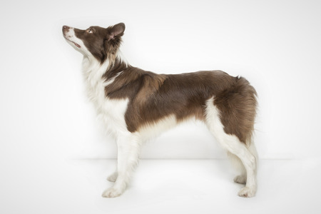 Full length of a Border Collie in the studioの写真素材