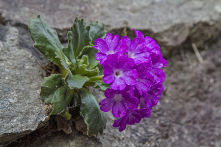 Primula farinosa - pink spring flower from the family of cowslipsの写真素材