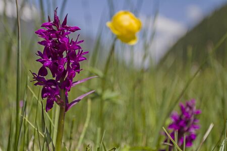 Dactylorhiza purpurella on a bog meadow in the Glarus Alpsの写真素材