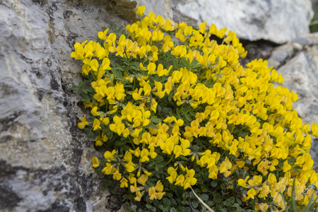 The ordinary horseshoe vetch belongs to the family of papilionaceousの写真素材