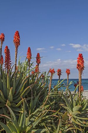 Cacti splendor on the Mediterranean coast at Bordigheraの写真素材