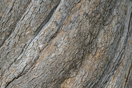 Old maple - a tree trunk as turned on the lathe