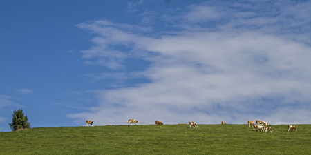 Cows in a meadow in the district of Miesbachの写真素材