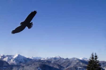 Black silhouette of a jackdaw on a pane of glass in front of the mountains of Mangfall alpsの写真素材