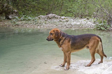 Big brown mongrel dog on the banks of Mirna in Istriaの写真素材