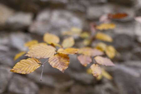 Small autumn-colored beech tree growing from an old castle wallの写真素材