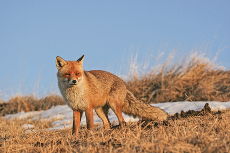 Magnificent red fox on a high altitude in the Sibillini Alps Magnificent red fox on a high altitude in the Sibillini Alps
