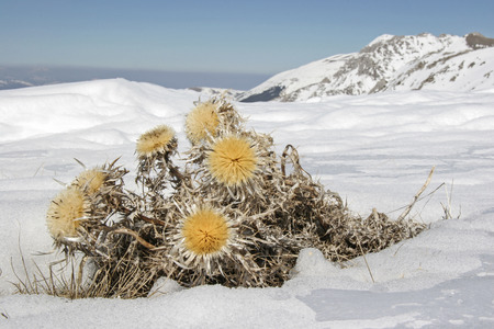 Gold thistle in the Sibilline mountains at the beginning of snowmeltの写真素材