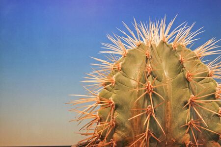Popular tropical houseplant - a cactusの写真素材