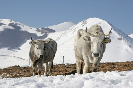The cattle herd feels well in this meadow in the winter Monti Sibilliniの写真素材
