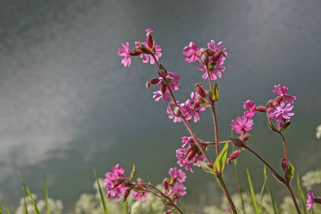 Silene dioica is a summer meadow flower which belongs to the family of the glume herbs
の写真素材
