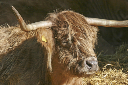 The Scottish Highland Cattle can be kept outdoors for the whole year and is spreading more and more ...
