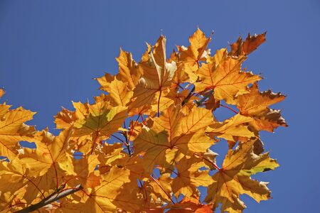 Yellow-red colored maple leaves against blue sky