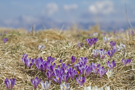 crocus meadow on the summit of Mount Rest in the Carnic Alps in Friuliの写真素材