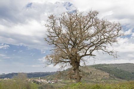 Deciduous tree - in the background the village Kostanjica in Istria