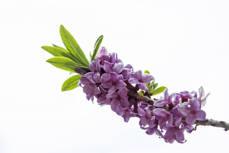 Daphne sericea is poisonous and is regarded as a spring messenger in the mountainsの写真素材