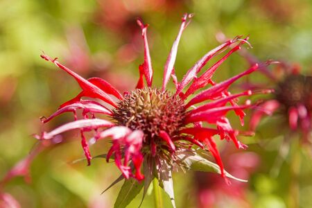 The leaves of the Monarda didyma can be used fresh or cooked or dried as teaの写真素材