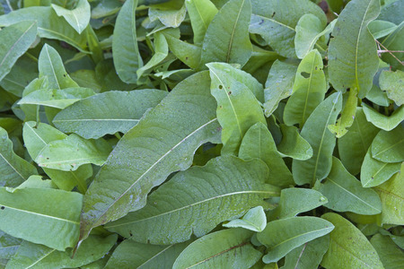Roots and leaves of the Meadow Knotweed have entered the healthy alternative kitchen