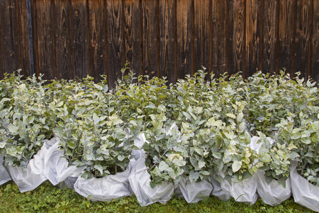 Tree seedlings for reforestation of a mountain slope in the Ammergau Alpsの写真素材
