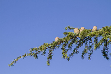 Tree detail - tree branch with cedar cones in front of blue skyの写真素材