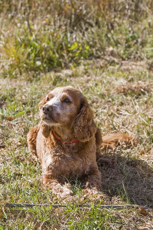 Spaniel mongrel dog posing on green meadow
