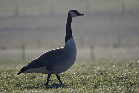 Canada goose walks in the backlight across a meadowの写真素材