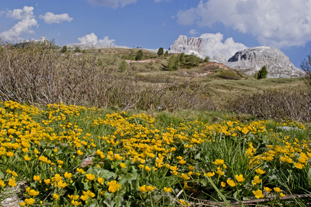 Meadow with blooming marsh marigolds in front of the mighty mountain peak of Monte Averauの写真素材