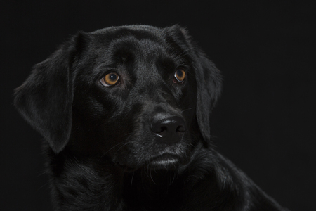 Portrait of a black Labrador in the studio against a black backgroundの写真素材