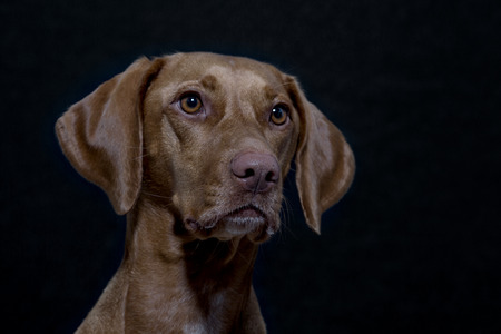 Portrait of a Magyar Vizsla also called Shorthaired Hungarian Pointer in studio in front of black backgroundの写真素材
